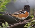 _1SB0645 spotted towhee